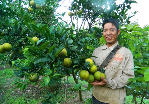 Năm 2021, toàn tỉnh Hưng Yên có hơn 4.200ha cây ăn quả có múi, sản lượng ước đạt 65.000 tấn. Ảnh: TL.