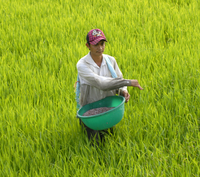 In the Mekong Delta, many models help save up to 50% of fertilizer costs, but rice yield is still guaranteed. Photo: Le Hoang Vu.
