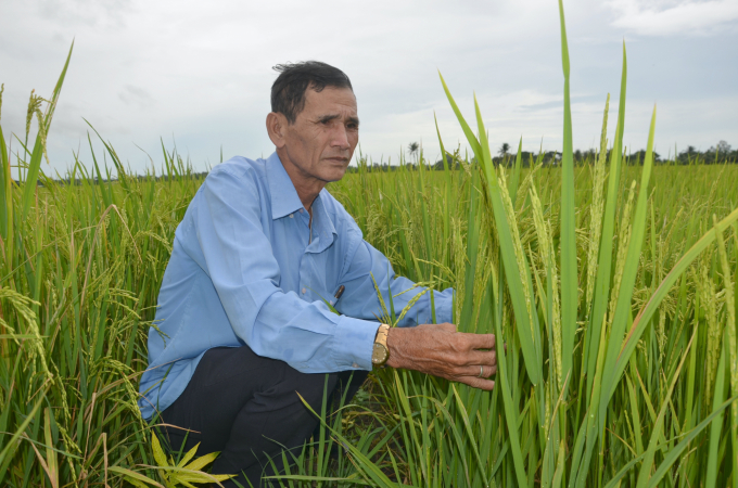Ông  Dương Văn Thành, Giám đốc HTX Dịch vụ nông nghiệp Tân Tiến (Mỹ Lộc, Tam Bình, Vĩnh Long) cho biết, HTX chuyên sản xuất lúa hướng hữu cơ, không sử dụng thuốc BVTV hoá học, sản phẩm an toàn, bán được giá cao. Ảnh: MĐ.