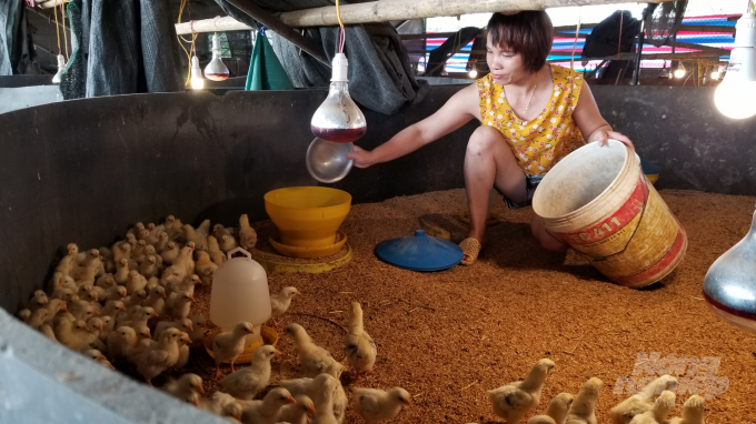 Một trang trại gà ở xã Phú Châu. Ảnh: Dương Đình Tường.