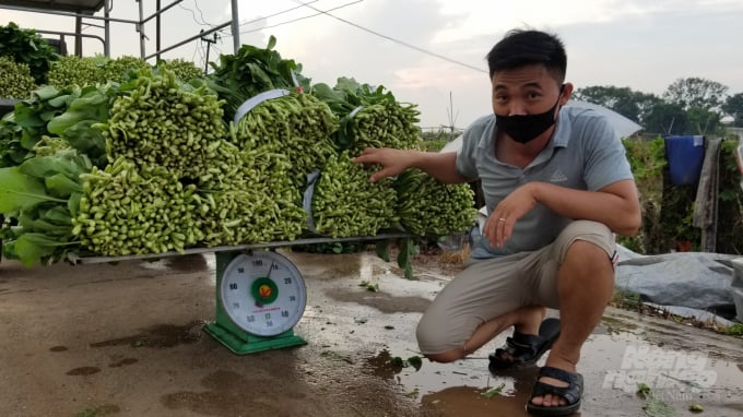 Xuất bán rau sạch ở HTX Văn Đức, huyện Gia Lâm. Ảnh: Dương Đình Tường.