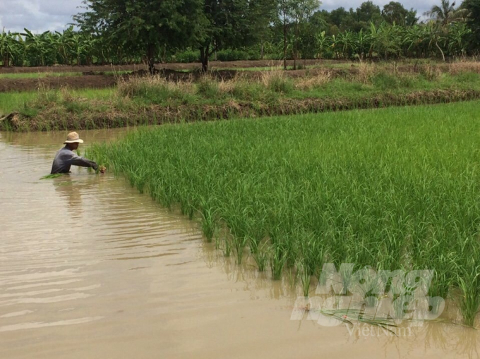Tỉnh Cà Mau đang pháy huy hiệu quả mô hình tôm lúa trong phát triển kinh tế. Ảnh: Trọng Linh.