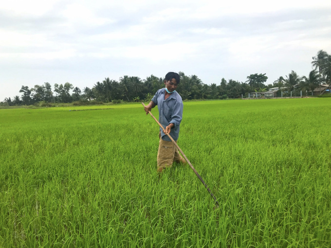 Farmers take care of the 2021-2022  winter-spring rice crop. Photo: Minh Dam. 