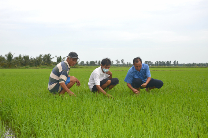 Nông dân HTX Châu Hưng (Hưng Mỹ, Châu Thành, Trà Vinh) đã quyết định chuyển đổi sang sản xuất lúa hữu cơ trong vụ đông xuân 2021 - 2022. Ảnh: Minh Đảm.