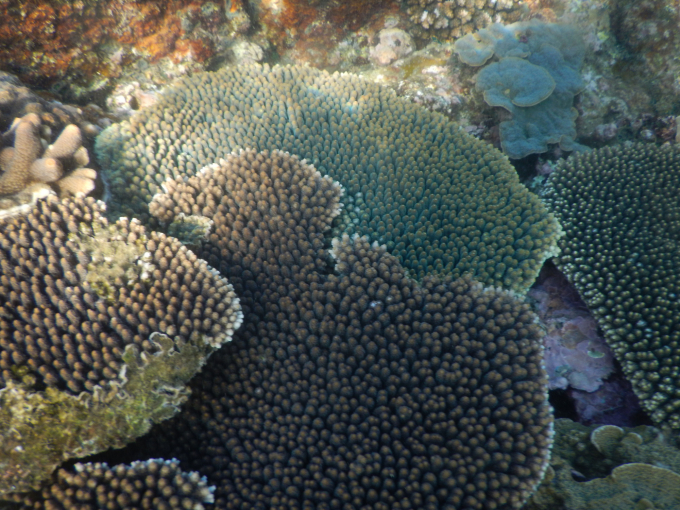 Hiện Khu Bảo tồn biển Hòn Cau có các rạn san hô có độ bao phủ cao. Ảnh: KBT.