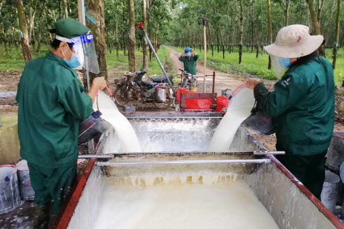 Latex tapping at the plantation owned by Tay Ninh Rubber Joint Stock Company, a member of VRG. Photo: Thanh Son.
