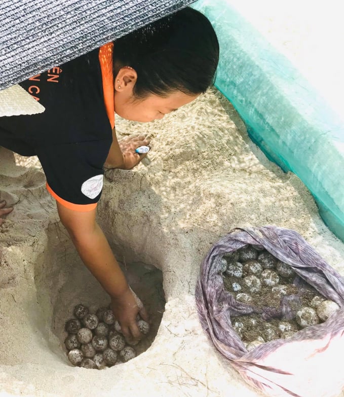 Trứng rùa đẻ được đưa về khu ấp trứng trên Khu Bảo tồn biển Hòn Cau để bảo vệ. Ảnh: KBT.