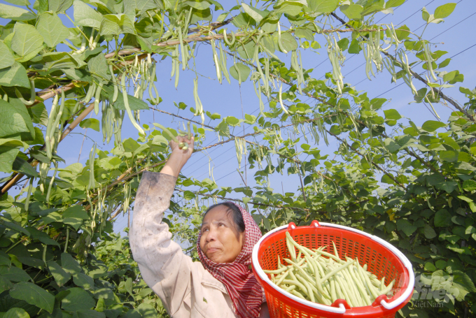 An Giang đang đẩy mạnh chuyển đổi cây trồng nhằm giúp nông dân gia tăng thu nhập. Ảnh: Lê Hoàng Vũ.