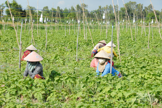 Việc chuyển đổi cơ cấu cây trồng trên đất lúa nhằm mục tiêu vừa nâng cao hiệu quả sử dụng đất, vừa duy trì quỹ đất trồng lúa, bảo đảm an ninh lương thực quốc gia...Ảnh: Lê Hoàng Vũ.