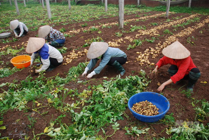 Thu hoạch khoai tây giống. Ảnh: Dương Đình Tường.