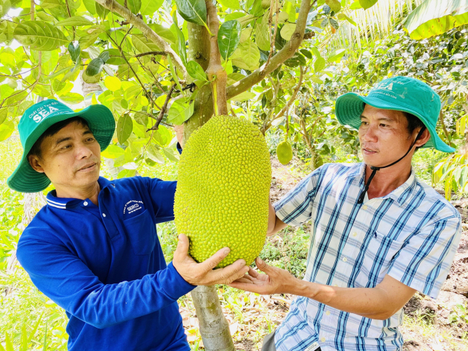 Nông dân sử dụng quy trình sản xuất cây ăn quả bằng phân bón hữu cơ giúp trái cây đạt chuẩn, bán được giá cao. Ảnh: Lê Hoàng Vũ.