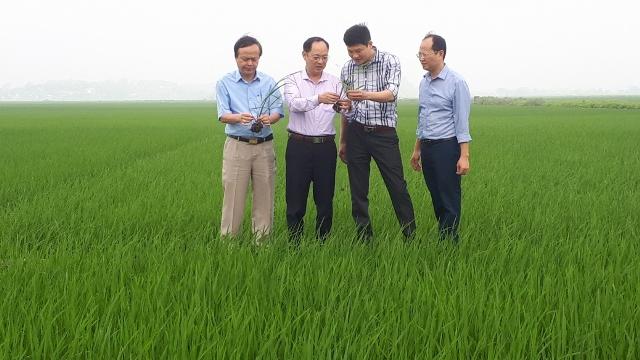 Ông Trần Tú Anh - Phó Giám đốc Sở Nông nghiệp và PTNT Phú Thọ (ngoài cùng bên trái) kiểm tra tình hình sâu bệnh trên lúa. Ảnh: Tư liệu.