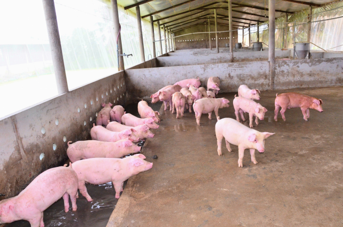 Các tỉnh ĐBSCL đang tăng tốc tái đàn lợn phục vụ thị trường dịp cuối năm. Ảnh: TL.