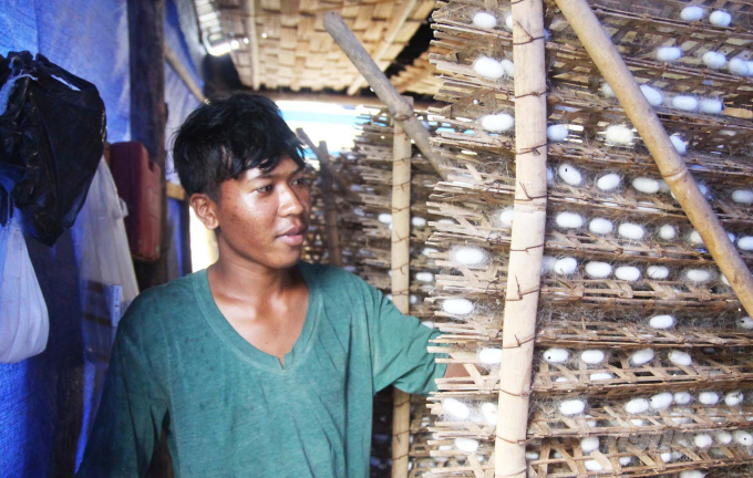 Nhờ phát triển nghề dâu tằm, người dân vùng Đầm Ròn cải thiện nguồn thu nhập, ổn định đời sống. Ảnh: M.H. 