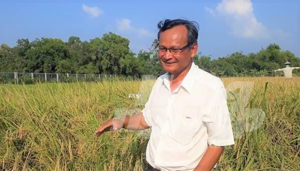 Canh tác theo phương pháp truyền thống, không sử dụng phân, thuốc hóa học nhưng ông Việt vẫn thu hoạch lúa đạt từ 3 - 3,5 tấn/ha, tùy loại giống lúa. Ảnh: LQV.