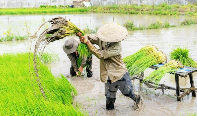 Rice cultivation without chemical fertilizers at Tu Viet farm. Photo: LQV.