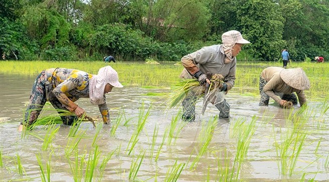 Trang trại của ông Việt canh tác lúa theo phương pháp truyền thống, kết hợp với nuôi thủy sản, mang lại hiệu quả kinh tế cao hơn hẳn so với thâm canh 3 vụ lúa/năm. Ảnh: LQV.