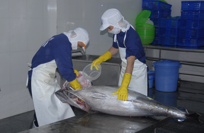 BIDIFISCO xuất khẩu cá ngừ đại dương nguyên con sang thị trường Nhật Bản. Ảnh: Vũ Đình Thung.