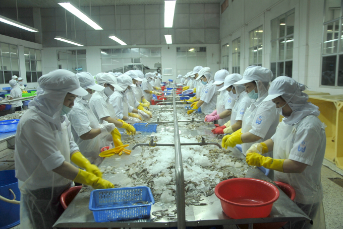 Sản phẩm xuất khẩu chủ yếu của Công ty CP Đông lạnh Quy Nhơn là tôm thẻ chân trắng. Ảnh: Vũ Đình Thung.