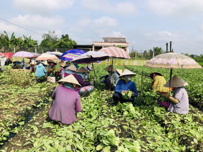 Nông dân vùng đồng bằng sông Cửu Long đã chuyển đổi hàng ngàn ha đất trồng lúa khan hiếm nguồn nước sang trồng các loại rau màu. Ảnh: Lê Hoàng Vũ.