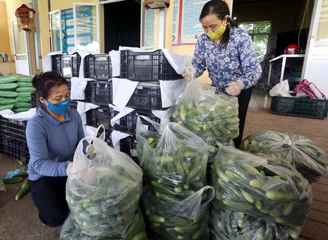 HTX Dịch vụ nông nghiệp - Kinh doanh hàng nông sản An Hòa (Tam Dương, Vĩnh Phúc) đã và đang tận dụng các cơ chế, chính sách hỗ trợ để phát triển sản phẩm nông sản an toàn. Ảnh: Phượng Bích.