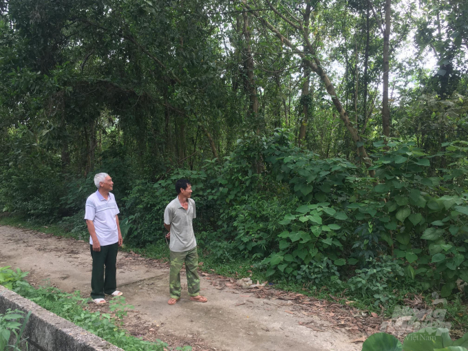 Đất tổ của chè ở xóm Nam Sơn bây giờ chỉ còn những rừng keo, những vườn chè cổ đã hoàn toàn biến mất. Ảnh: Đồng Văn Thưởng.
