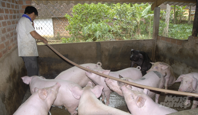 In a short time, live pork prices have constantly fluctuated in Hoai An district, Binh Dinh province. Photo: Vu Dinh Thung.