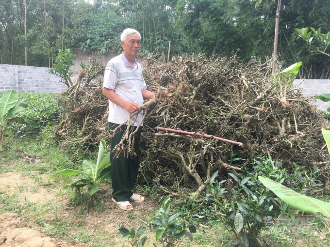 Nhiều vườn chè xóm Nam Sơn đã bị đốn bỏ, thay thế bằng cây keo. Ảnh: Đồng Văn Thưởng.