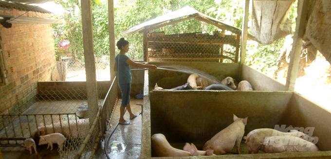 Hiện người chăn nuôi ở Bình Định rất dè dặt tái đàn heo do giá lên xuống quá thất thường. Ảnh: Vũ Đình Thung.