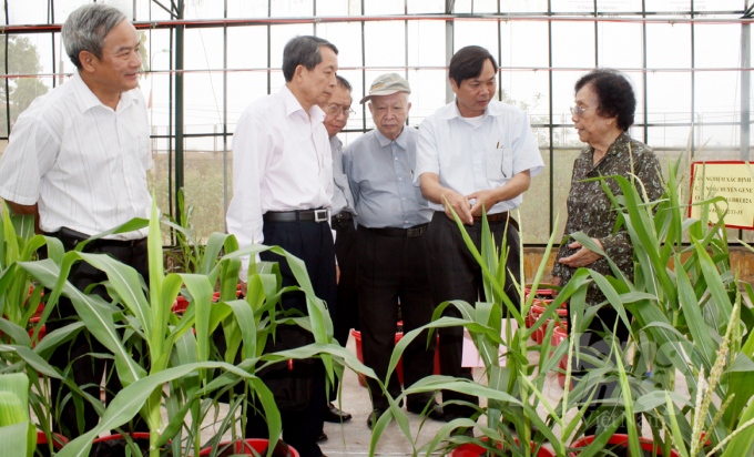 Dr. Bui Manh Cuong stood beside former Vice President Nguyen Thi Binh introducing maize varieties. Photo: TL.