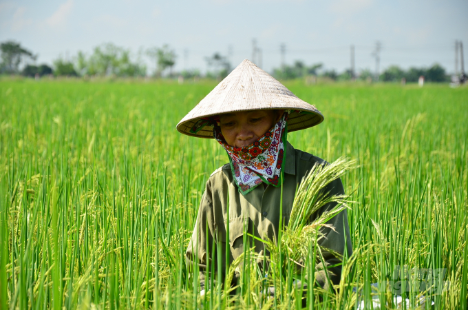 Chị Đoàn Thị Én - thành viên HTX Nam Thành đang khử lẫn 'lúa ma'. Ảnh: Dương Đình Tường.