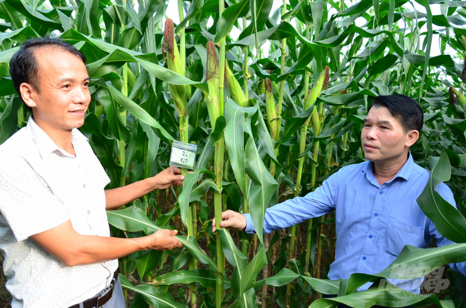 M.Sc. Nguyen Duc Thanh (left) introducing some new maize varieties currently under research. Photo: Duong Dinh Tuong.