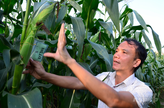 The total revenue of the Maize Research Institute at present is only VND 27 billion and the income is only about 5 million VND/person/month. Photo: Duong Dinh Tuong.