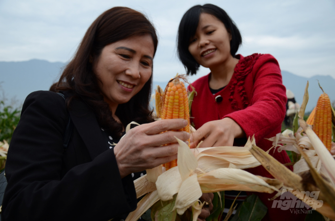 In order to successfully research a corn variety, the Maize Research Institute and the author personally had to invest 1/3 of the cost to complete the creation of one variety. Photo: Duong Dinh Tuong.