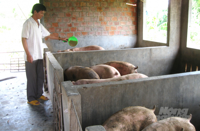 Raising porks towards biosecurity can minimize disease transmission in the context of African swine reoccurring. Photo: Vu Dinh Thung.