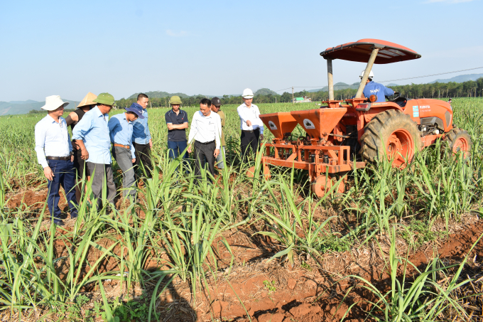 Xây dựng vùng nguyên liệu vững chắc là tiền đề quan trọng giúp NASU vượt qua giai đoạn khó khăn của ngành mía đường những năm qua. Ảnh: VVL.