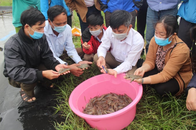 Hiện nay, nuôi tôm tại Quảng Trị vẫn còn gặp nhiều vấn đề hạn chế. Ảnh: TL.