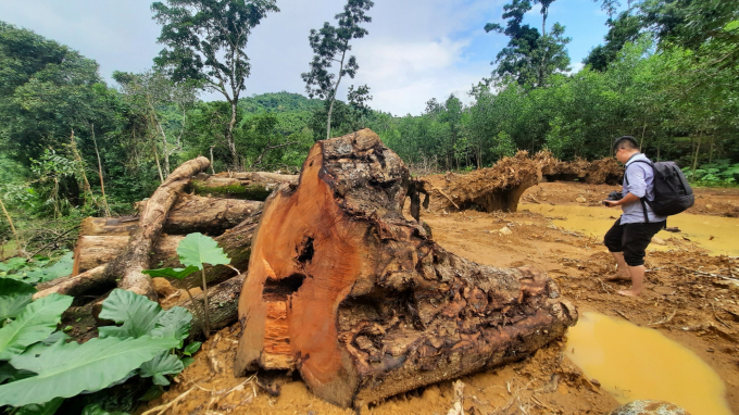 Hiện trường khu vực nhiều cây sưa cổ thụ bị chặt bán tại xã Tam Lộc (huyện Phú Ninh, Quảng Nam). Ảnh: L.K.