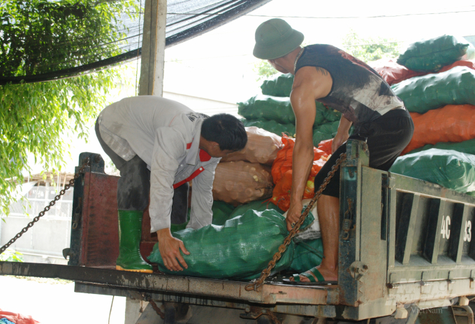 Gia đình anh Dương Phú Nam thu mua măng cho Công ty TNHH Vạn Đạt. Ảnh: Nguyễn Tuấn Anh.