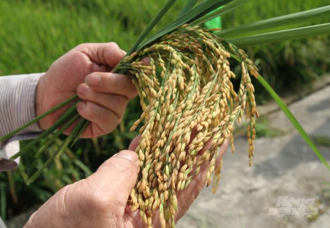Lúa vẫn là cây trồng chủ lực tại vụ Xuân 2022. Ảnh: Việt Khánh. 