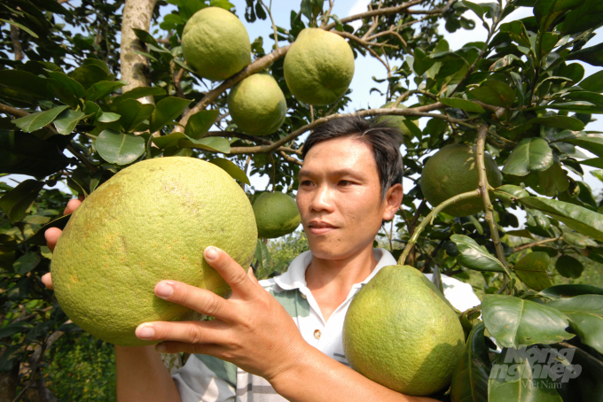 Trong bối cảnh giá phân bón tăng cao, nhà nông cần cân nhắc phương pháp sử dụng để có chất lượng như mong muốn. Ảnh: Ngọc Trinh.