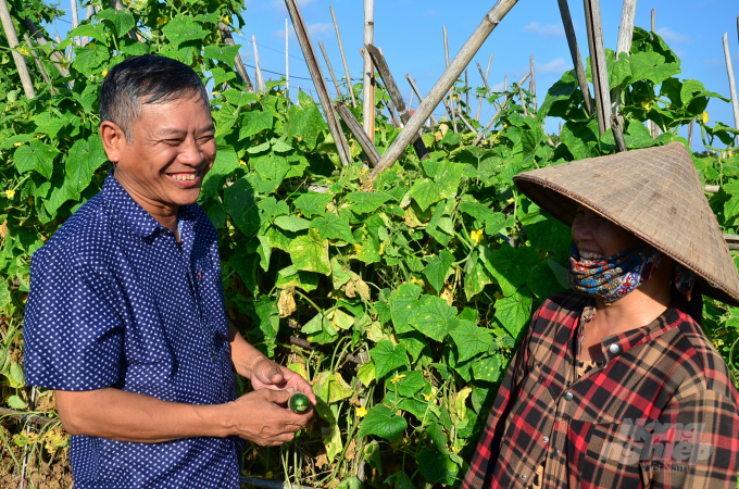 Ông Bùi Duy Thanh - Giám đốc HTX Hải Tây kiểm tra ruộng dưa của nông dân. Ảnh: Dương Đình Tường.