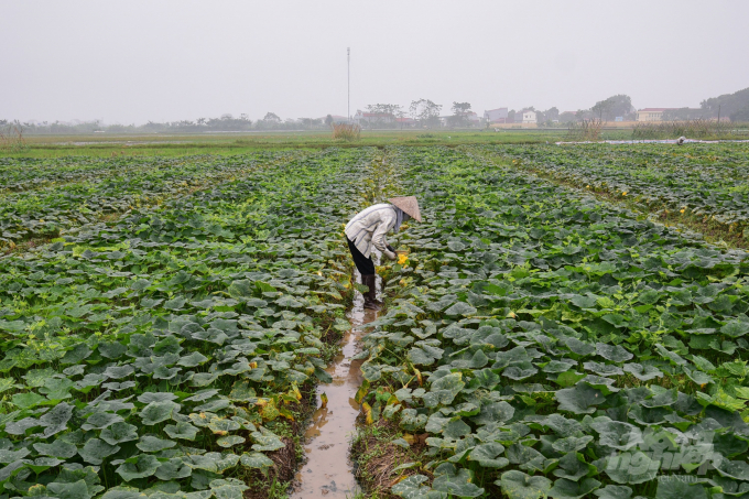 Vụ đông 2021 ở miền Bắc gặp khó khăn do mưa nhiều vào tháng 10 khiến nhiều diện tích rau bị ngập úng, hư hại. Ảnh: Tùng Đinh.