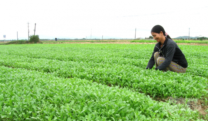 Các loại rau ăn lá ngắn ngày đã kịp thời đáp ứng nhu cầu tiêu dùng tăng cao sau dịch bệnh Covid-19. Ảnh: Vũ Đình Thung.