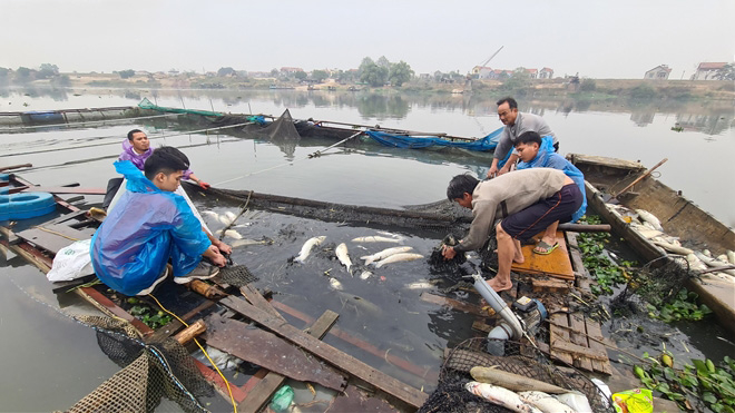 Cá lồng của người dân tại huyện Yên Phong, tỉnh Bắc Ninh bị chết vị ô nhiễm xảy ra vào tháng 2/2021. Ảnh: TL.