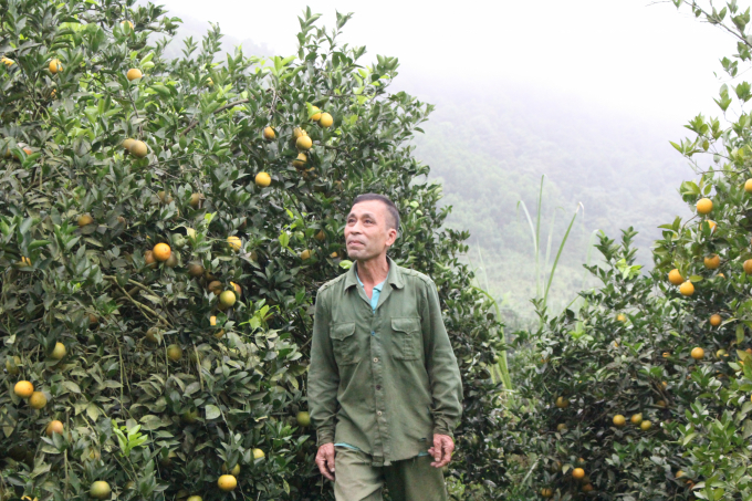 Ông Bùi Văn Quyết, xóm Chiềng, xã Thung Nai (Cao Phong, Hòa Bình) vui mừng khi sản lượng cam thu hoạch năm nay dự kiến cao hơn năm trước. Ảnh: Trung Quân.