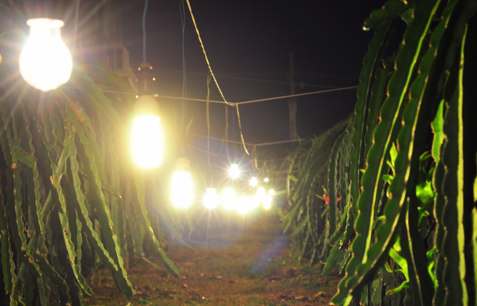 Hiện nay có nhiều vườn đã chong đèn để thu hoạch vào thời điểm rằm tháng 10 và 11 âm lịch. Ảnh: Kim Sơ.