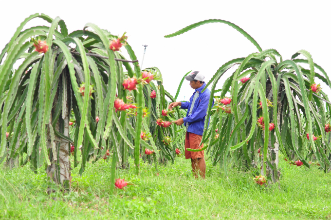 Nông dân vẫn kỳ vọng lứa thanh long sản xuất cuối năm được thắng lợi. Ảnh: Lê Khánh.