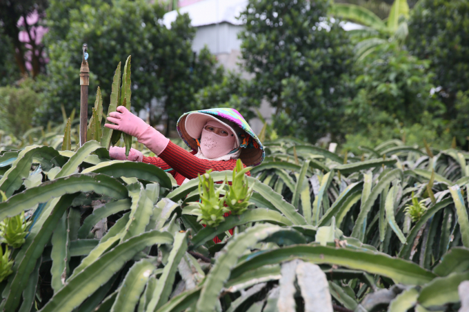 Nhờ thành ông của ông Bí thư ấp, bà Lê Thị Tuyết, ở ấp K8 cũng bỏ 5 công lúa, chuyển sang trồng thanh long và thành công. Ảnh: Hồng Thủy.