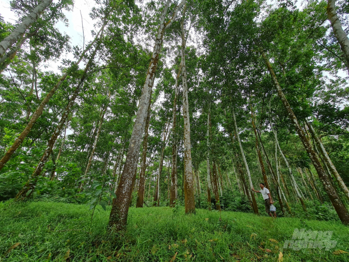 Expanding planted forest areas will directly benefit forest owners through the carbon credit trade mechanism. Photo: HA.